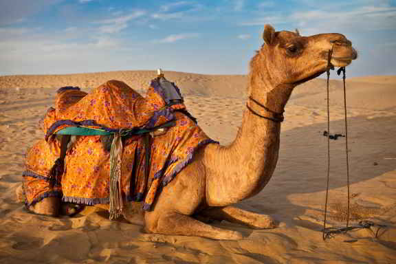 Camel Safari in Thar Desert